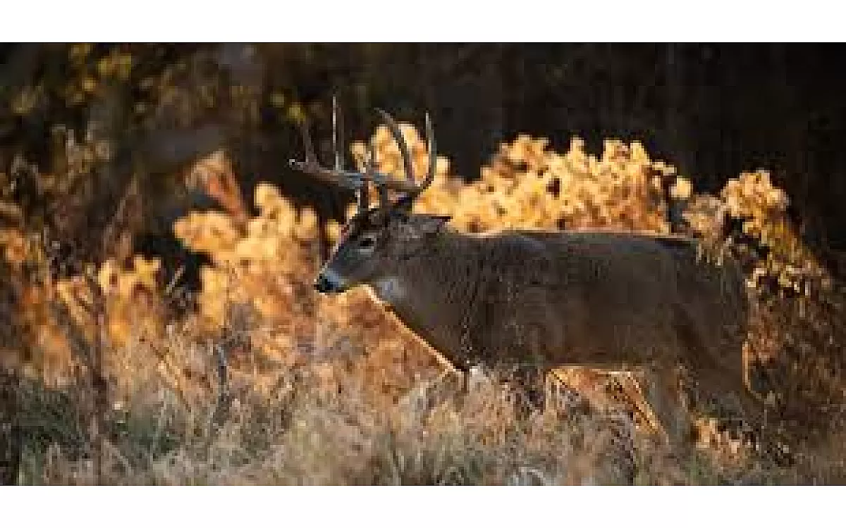 Best Calibers for October Hunting — Practical Picks, Ballistics, and Shot-Placement Tips