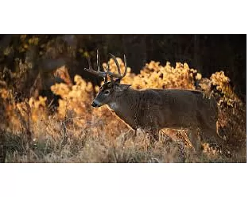 Best Calibers for October Hunting: A Practical Guide